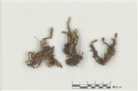 藏品(網孔鳳尾苔)的圖片